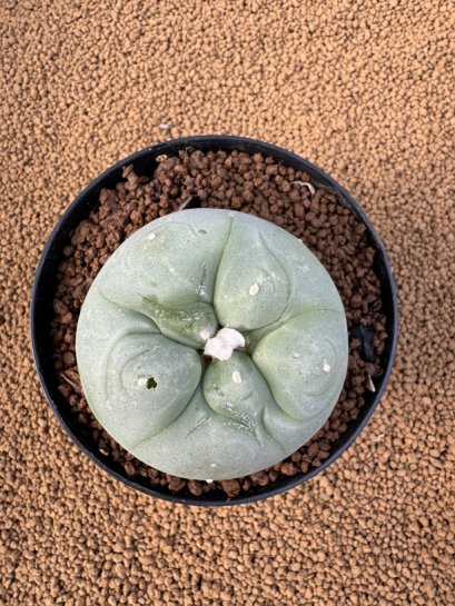 Lophophora Diffusa 4-5 cm 10 years old seed ownroot flower seedling ロフォフォラ　烏羽玉　仔吹き　サボテン