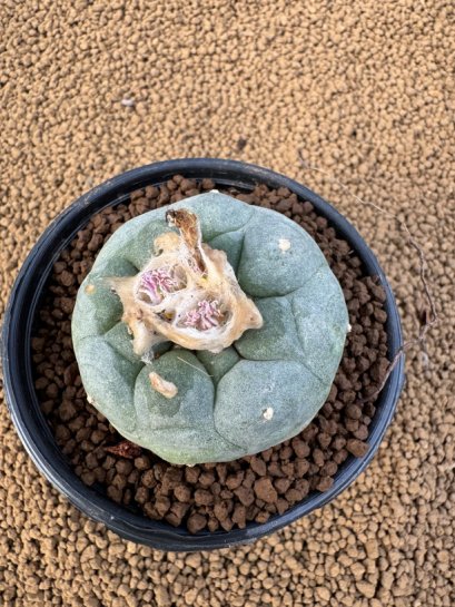 Lophophora Fricii 6-7 cm 10 years old seed ownroot flower seedling ロフォフォラ　烏羽玉　仔吹き　サボテン