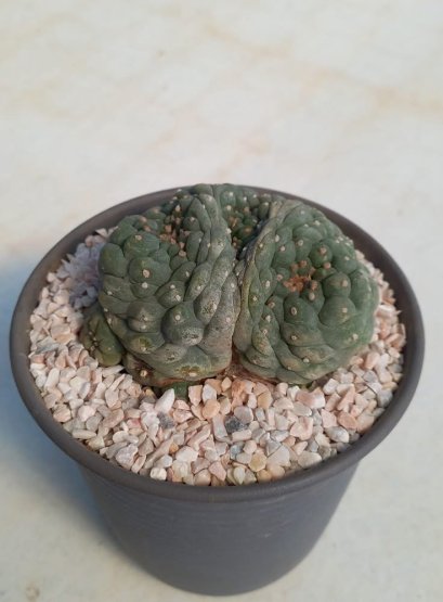 Lophophora Friicii Cristata 7-8 cm 14 years old seed ownroot flower seedling ロフォフォラ　烏羽玉　仔吹き サボテン