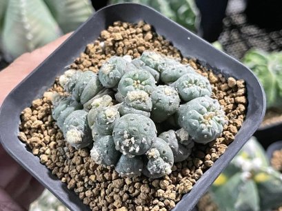 Lophophora fricii monstrose 5 cm 7 years old seed ownroot flower seedling ロフォフォラ　烏羽玉　仔吹き