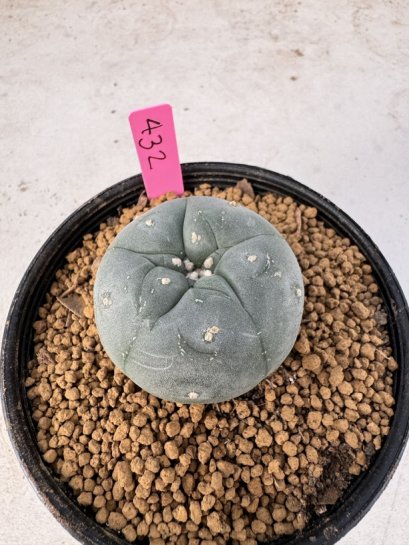 Lophophora Williamsii 5-6 cm 10 years old seed ownroot flower seedling ロフォフォラ　烏羽玉　仔吹き サボテン