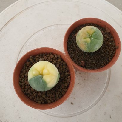 Lophophora Fricii Variegata 4-5 cm 15 years old seed ownroot flower seedling ロフォフォラ　烏羽玉　仔吹き サボテン