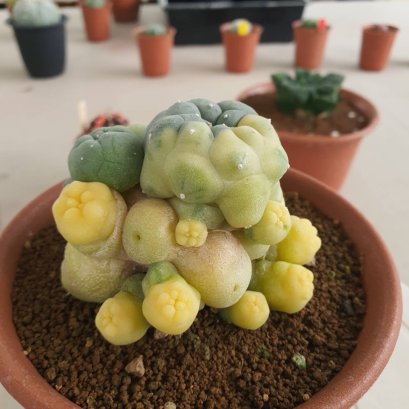 Lophophora Fricii Variegata 8 cm 25 years old seed ownroot flower seedling ロフォフォラ　烏羽玉　仔吹き サボテン