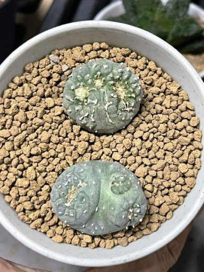 Lophophora fricii monstrose 5 cm 7 years old seed ownroot flower seedling ロフォフォラ　烏羽玉　仔吹き