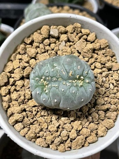 Lophophora fricii cristata 5 cm 7 years old seed ownroot flower seedling ロフォフォラ　烏羽玉　仔吹き