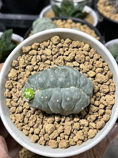 Lophophora fricii cristata 5 cm 7 years old seed ownroot flower seedling ロフォフォラ　烏羽玉　仔吹き