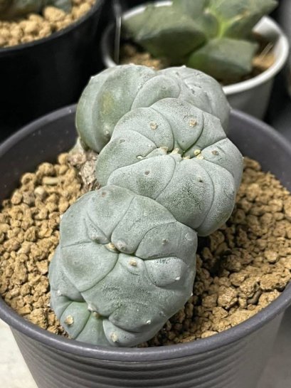 Lophophora Williamsii cristata 5 cm 7 years old seed ownroot flower seedling ロフォフォラ　烏羽玉　仔吹き(copy)