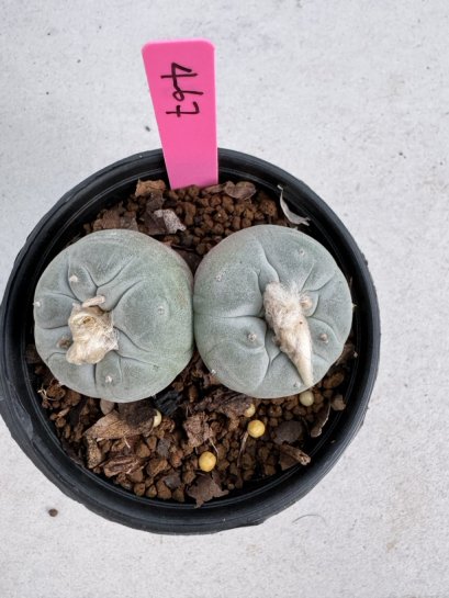 Lophophora Fricii Twin 5-6 cm 10 years old seed ownroot flower seedling ロフォフォラ　烏羽玉　仔吹き サボテン