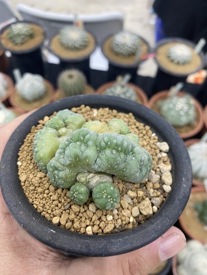 Lophophora Williamsii Cristata  8-9 cm 25 years old seed ownroot flower seedling ロフォフォラ　烏羽玉　仔吹き サボテン