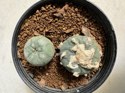 Lophophora williamsii diffusa 4-6 cm 10 years old seed ownroot flower seedling ロフォフォラ　烏羽玉　仔吹き サボテン