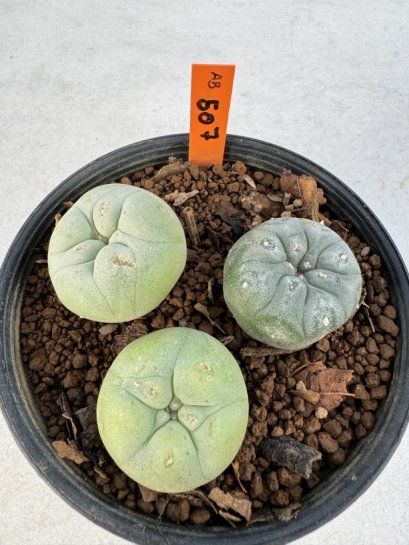 Lophophora williamsii diffusa 4-6 cm 10 years old seed ownroot flower seedling ロフォフォラ　烏羽玉　仔吹き サボテン