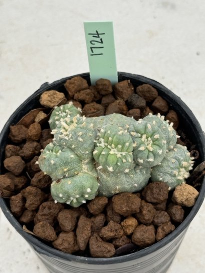 Lophophora Fricii Cristata 4-6 cm 10 years old seed ownroot flower seedling ロフォフォラ　烏羽玉　仔吹き サボテン
