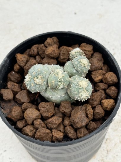 Lophophora Fricii Cristata 4-6 cm 10 years old seed ownroot flower seedling ロフォフォラ　烏羽玉　仔吹き サボテン
