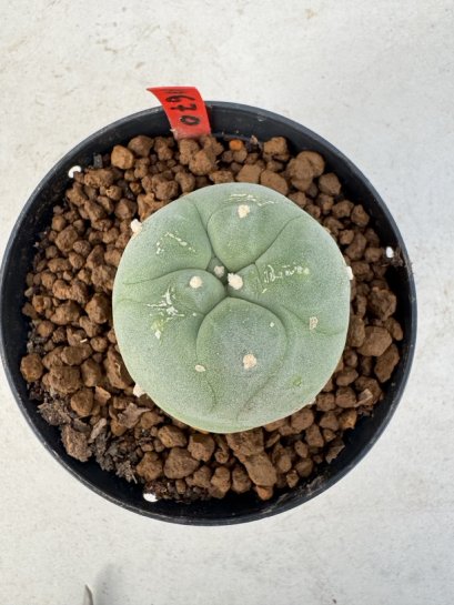 Lophophora Diffusa 4-6 cm 10 years old seed ownroot flower seedling ロフォフォラ　烏羽玉　仔吹き サボテン