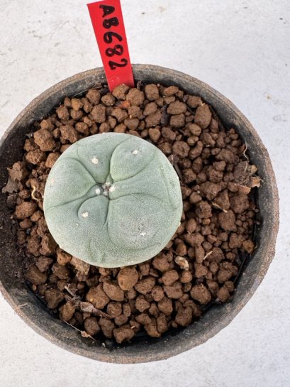 Lophophora Diffusa 4-6 cm 10 years old seed ownroot flower seedling ロフォフォラ　烏羽玉　仔吹き サボテン