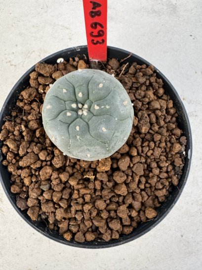 Lophophora williamsii 4-6 cm 10 years old seed ownroot flower seedling ロフォフォラ　烏羽玉　仔吹き サボテン