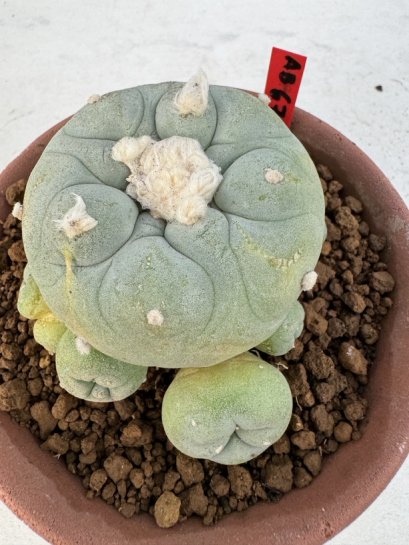 Lophophora Diffusa 4-6 cm 10 years old seed ownroot flower seedling ロフォフォラ　烏羽玉　仔吹き サボテン