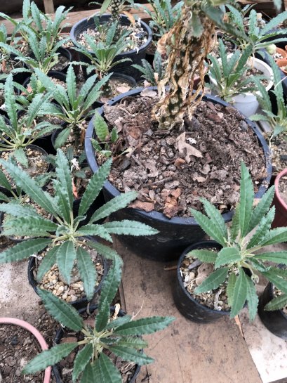 1 plant dorstenia plants-cactus-cacti-cactaceae