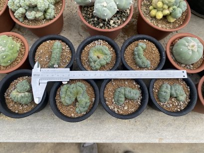 Lophophora Williamsii Cristata  5-6 cm 15 years old seed ownroot flower seedling ロフォフォラ　烏羽玉　仔吹き サボテン