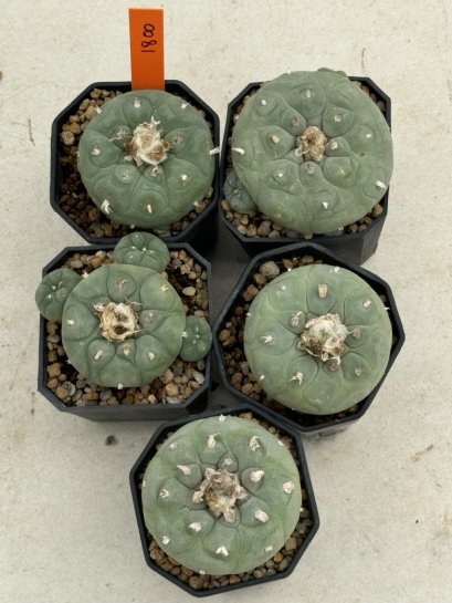Lophophora Fricii 4-6 cm 10 years old seed ownroot flower seedling ロフォフォラ　烏羽玉　仔吹き サボテン