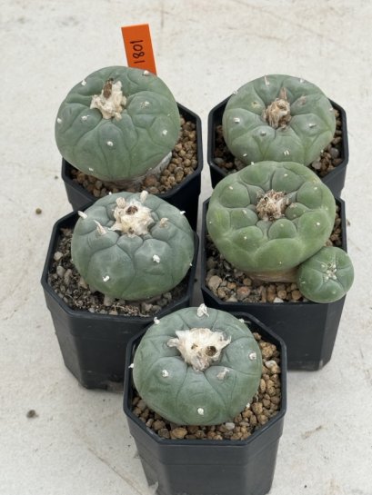 Lophophora Fricii 4-6 cm 10 years old seed ownroot flower seedling ロフォフォラ　烏羽玉　仔吹き サボテン