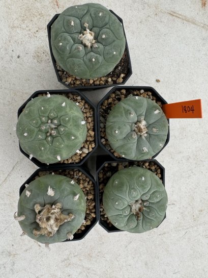 Lophophora Fricii 4-6 cm 10 years old seed ownroot flower seedling ロフォフォラ　烏羽玉　仔吹き サボテン