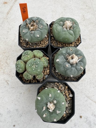 Lophophora Fricii 4-6 cm 10 years old seed ownroot flower seedling ロフォフォラ　烏羽玉　仔吹き サボテン