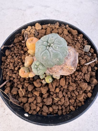 Lophophora williamsii 4-6 cm 10 years old seed ownroot flower seedling ロフォフォラ　烏羽玉　仔吹き サボテン
