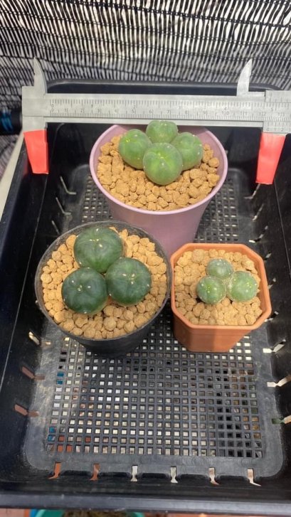 Lophophora Williamsii multiheads 3-4 cm 11 years old seed ownroot flower seedling ロフォフォラ　烏羽玉　仔吹き　サボテン