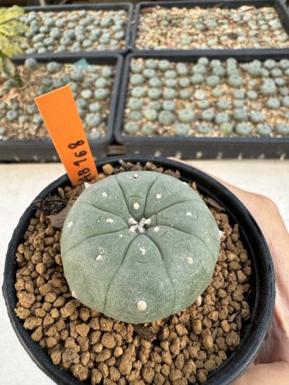 Lophophora Williamsii 4-5 cm 12 years old seed ownroot flower seedling ロフォフォラ 烏羽玉　仔吹き サボテン