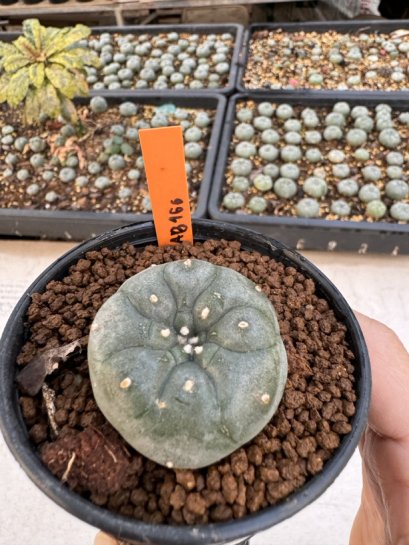 Lophophora Williamsii 4-5 cm 12 years old seed ownroot flower seedling ロフォフォラ 烏羽玉　仔吹き サボテン