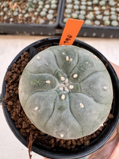 Lophophora Williamsii 4-5 cm 12 years old seed ownroot flower seedling ロフォフォラ 烏羽玉　仔吹き サボテン