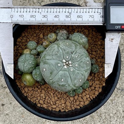 Lophophora Williamsii multiheads 3-4 cm 11 years old seed ownroot flower seedling ロフォフォラ　烏羽玉　仔吹き　サボテン