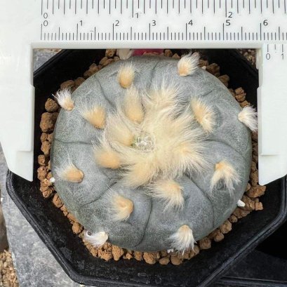 Rare2 Lophophora Williamsii 5-7 cm 11 years old seed ownroot flower seedling ロフォフォラ　烏羽玉　仔吹き　サボテン