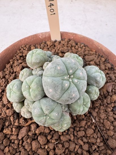 Lophophora Williamsii 6-8 cm 25 years old seed ownroot flower seedling ロフォフォラ　烏羽玉　仔吹き サボテン