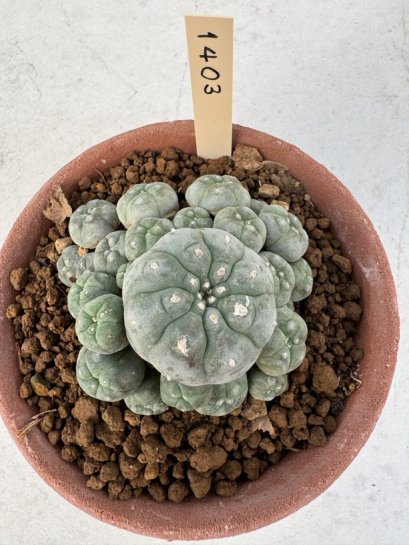 Lophophora Williamsii 6-8 cm 25 years old seed ownroot flower seedling ロフォフォラ　烏羽玉　仔吹き サボテン