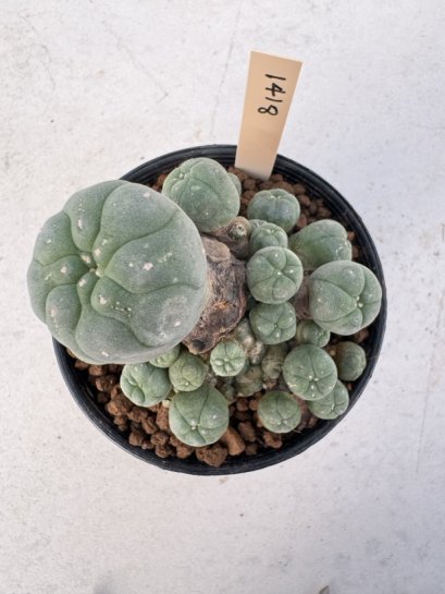 Lophophora Williamsii 5-6 cm 12 years old seed ownroot flower seedling ロフォフォラ　烏羽玉　仔吹き サボテン