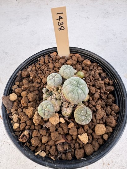 Lophophora Williamsii 5-6 cm 12 years old seed ownroot flower seedling ロフォフォラ　烏羽玉　仔吹き サボテン