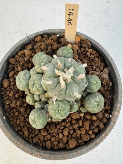 Lophophora Williamsii 5-6 cm 12 years old seed ownroot flower seedling ロフォフォラ　烏羽玉　仔吹き サボテン