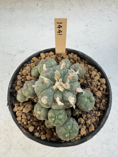 Lophophora Williamsii 5-6 cm 12 years old seed ownroot flower seedling ロフォフォラ　烏羽玉　仔吹き サボテン