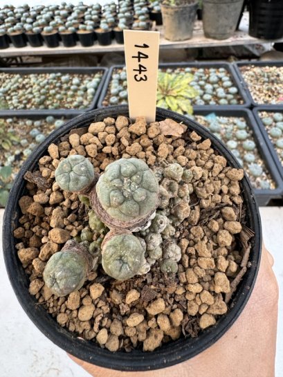 Lophophora Williamsii 5-6 cm 12 years old seed ownroot flower seedling ロフォフォラ　烏羽玉　仔吹き サボテン