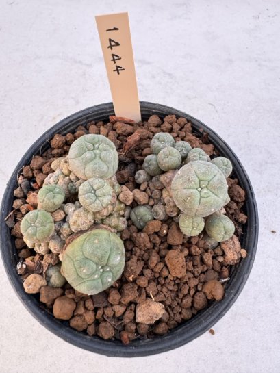 Lophophora Williamsii 5-6 cm 12 years old seed ownroot flower seedling ロフォフォラ　烏羽玉　仔吹き サボテン