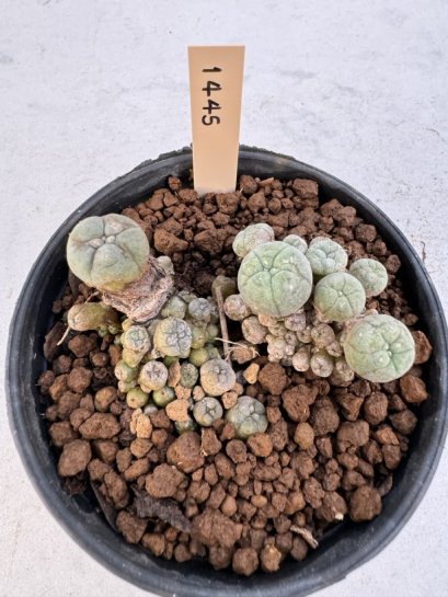 Lophophora Williamsii 5-6 cm 12 years old seed ownroot flower seedling ロフォフォラ　烏羽玉　仔吹き サボテン