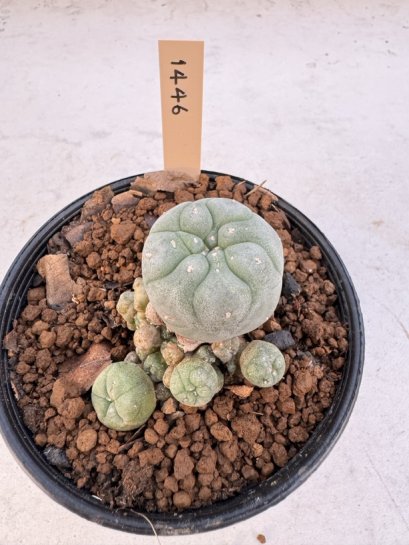 Lophophora Williamsii 5-6 cm 12 years old seed ownroot flower seedling ロフォフォラ　烏羽玉　仔吹き サボテン