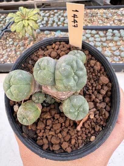 Lophophora Williamsii 5-6 cm 12 years old seed ownroot flower seedling ロフォフォラ　烏羽玉　仔吹き サボテン