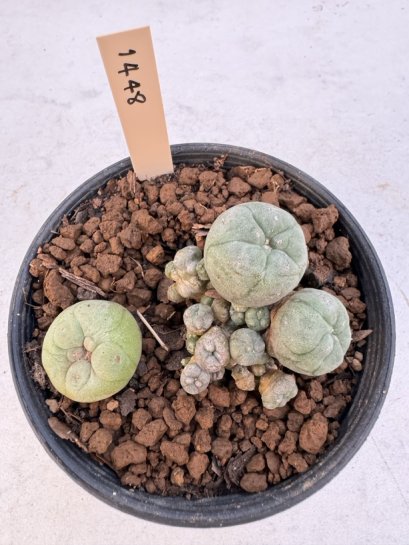 Lophophora Williamsii 5-6 cm 12 years old seed ownroot flower seedling ロフォフォラ　烏羽玉　仔吹き サボテン