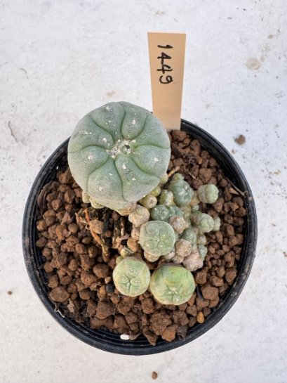 Lophophora Williamsii 5-6 cm 12 years old seed ownroot flower seedling ロフォフォラ　烏羽玉　仔吹き サボテン