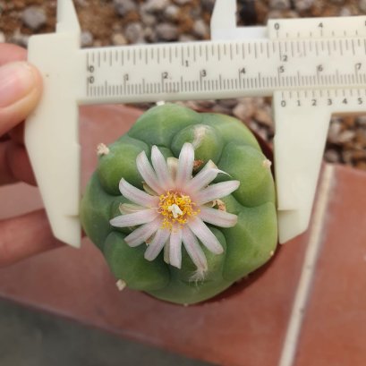 Lophophora Williamsii  Variegata 5-6 cm 12 years old seed ownroot flower seedling ロフォフォラ 烏羽玉　仔吹き サボテン