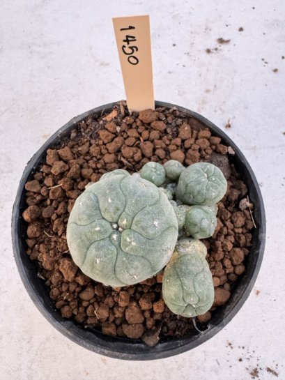 Lophophora Williamsii 5-6 cm 12 years old seed ownroot flower seedling ロフォフォラ　烏羽玉　仔吹き サボテン