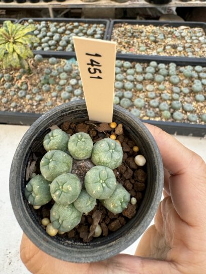 Lophophora Williamsii 5-6 cm 12 years old seed ownroot flower seedling ロフォフォラ　烏羽玉　仔吹き サボテン